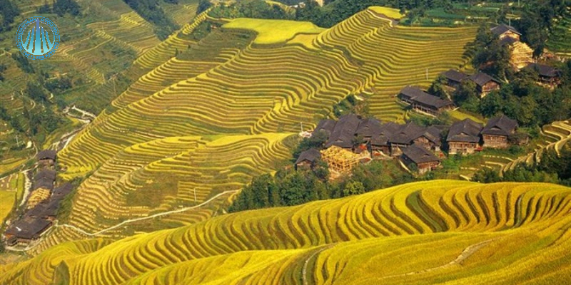 Thu cũng là mùa lúa chín trên những thửa ruộng bậc thang vàng óng 