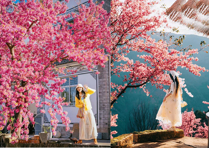 Hoa anh đào ở Đông Hồ đậm màu hơn so với nhiều nơi khác
