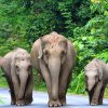 Vườn quốc gia Khao Yai atoz tour