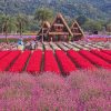 Vườn hoa Hokkaido (Hokkaido Flower Park – Khao Yai) atoz tour