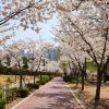 Công viên Misa (Misa Hangang Park) atoz tour