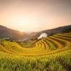 Ruộng bậc thang Mù Cang Chải atoz tour