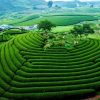 Đồi chè Mocha Hill atoz tour