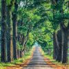 Rặng thông cổ thụ atoz tour