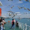BUSAN – TRẢI NGHIỆM TẦU ĐIỆN VEN BIỂN – SEOUL – TRẢI NGHIỆM TẦU KTX – TRƯỢT TUYẾT - atoztour - 5