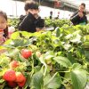 Busan- Seoul - Nami – Trượt Tuyết Elysian - atoztour - 5