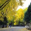 HÀ NỘI - BUSAN – TÀU VEN BIỂN - SEOUL -NAMI - atoztour - 2