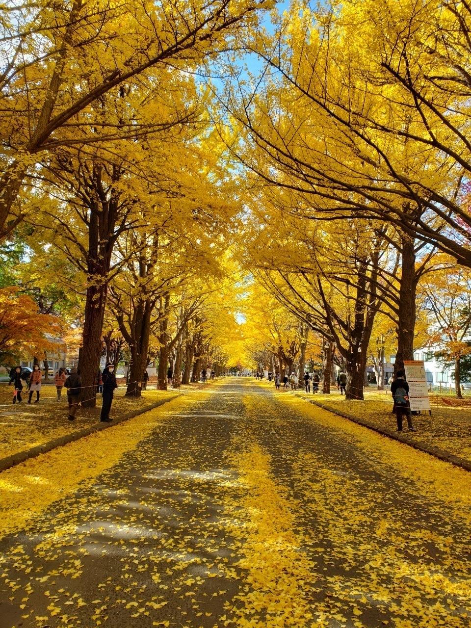HÀ NỘI – ASAHIKAWA – SAPPORO - TOKYO - atoztour - 2