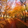HÀ NỘI – NARA - OSAKA – KYOTO - LÀNG CỔ SHIRAKAWA - MATSUMOTO – NÚI PHÚ SĨ – TOKYO - atoztour - 1