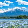 HÀ NỘI – OSAKA – KYOTO – PHÚ SĨ - TOKYO - atoztour - 5