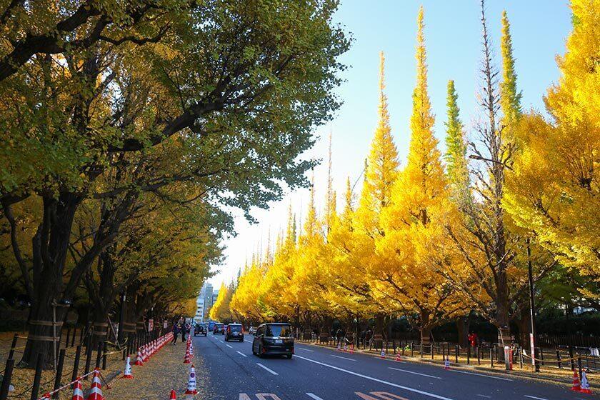 HÀ NỘI – OSAKA – KYOTO – PHÚ SĨ - TOKYO - atoztour - 6