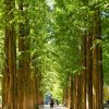 Tour Busan- Seoul – Đảo Nami - atoztour - 3