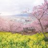 Tour Osaka – Kyoto – Phú Sỹ - Trượt Tuyết - Tokyo - atoztour -6