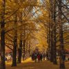 Tour-SEOUL – NAMI – EVERLAND-atoz-tour-7