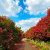 Tour Seoul – Jeju – Nami – Camellia Hill - Ngắm Hoa - atoztour - 2