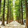 Tour Seoul – Jeju – Nami – Camellia Hill - Ngắm Hoa - atoztour - 5